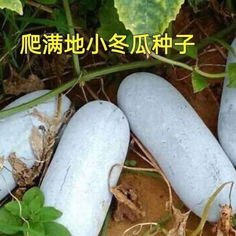 满地爬小冬瓜种子冬瓜种子毛节瓜小冬瓜四季春天高产盆栽蔬菜庭院