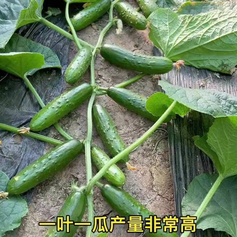 院子懒人地爬不搭架水果黄瓜种子爬满地阳台盆栽田园四季播种籽
