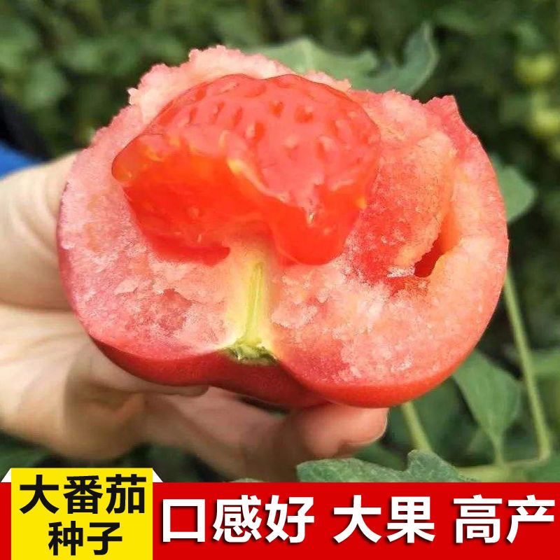 西红柿种子甜老品种洋柿子番茄种籽高产南北方四季蔬菜种子庭院