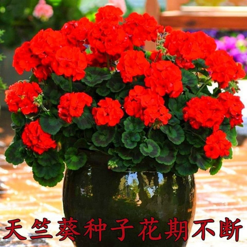 天竺葵种子洋绣球重瓣混色花卉种子多年生草本耐热旱植物阳台庭院