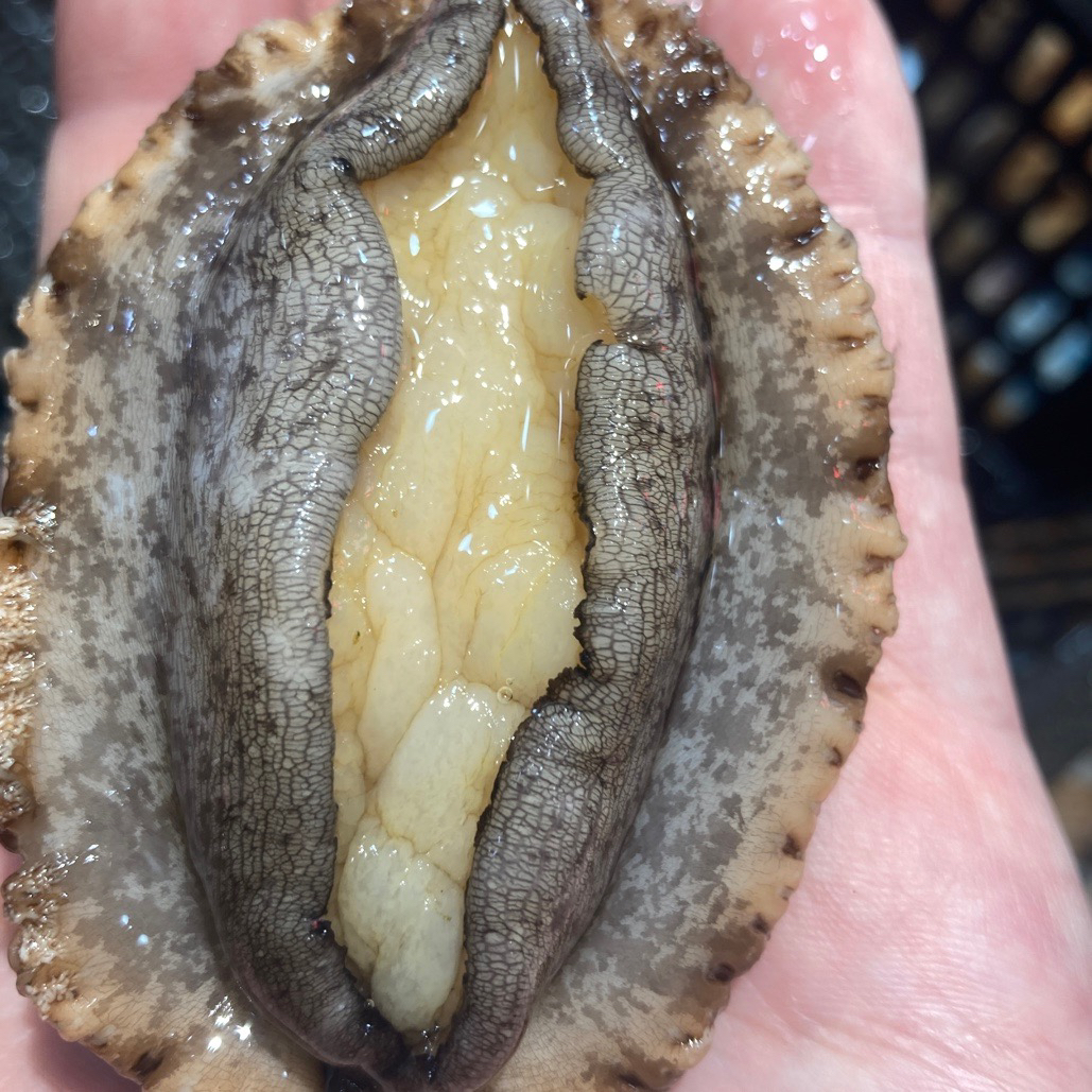 大！大连本地鲍鱼保鲜不包活大连发货