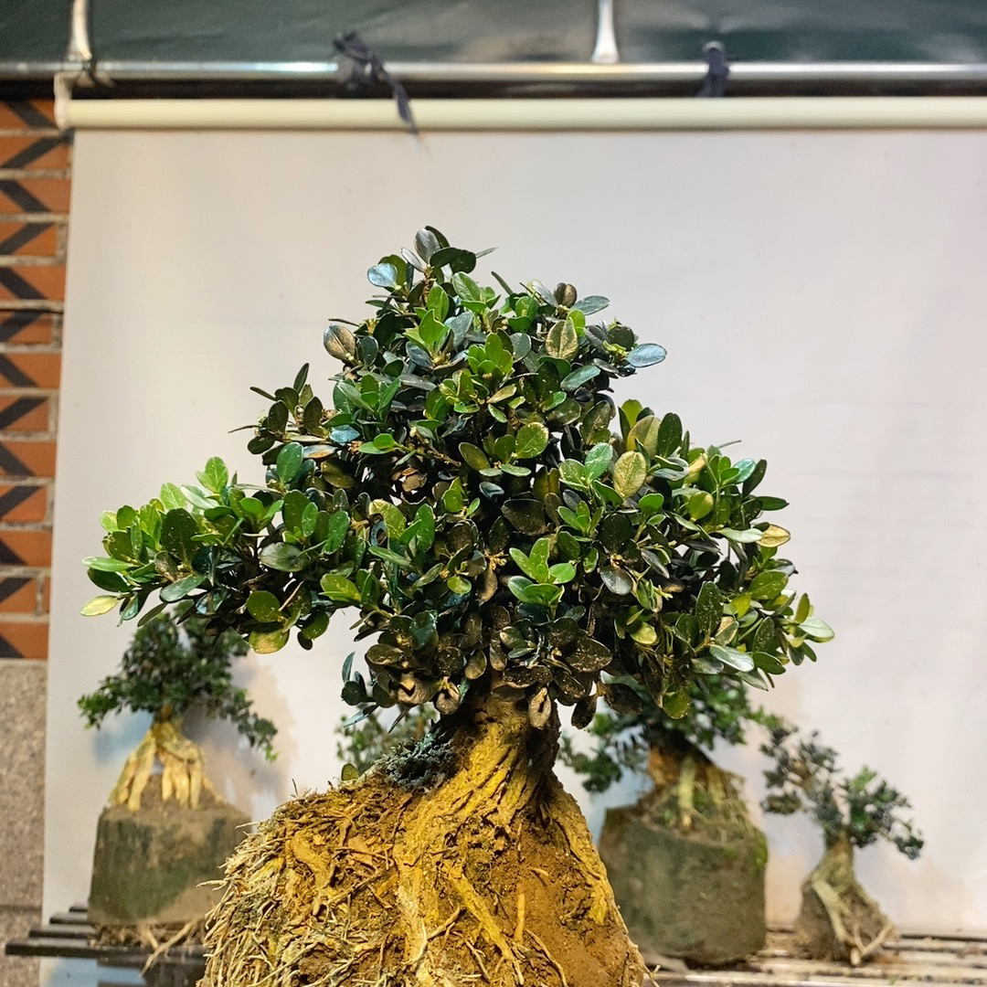 黄杨盆景造型素材