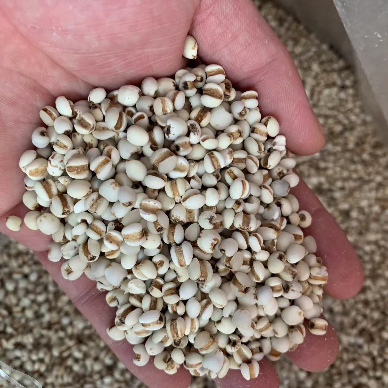 【三三】细薏米仁   750g