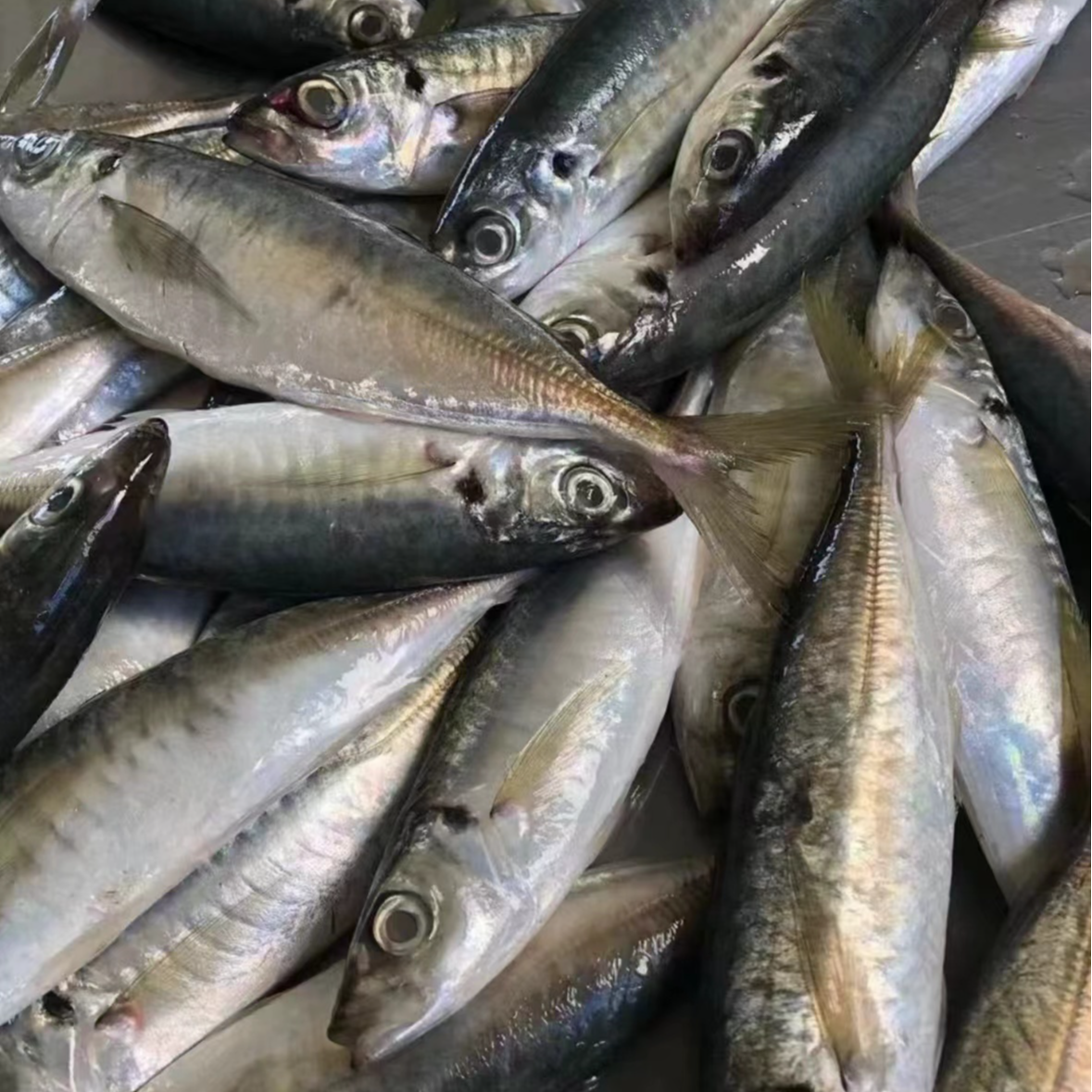 巴浪鱼海捕新鲜冷冻大青皮小竹夹鱼蓝圆鰺刺鲅5-10斤顺丰包邮