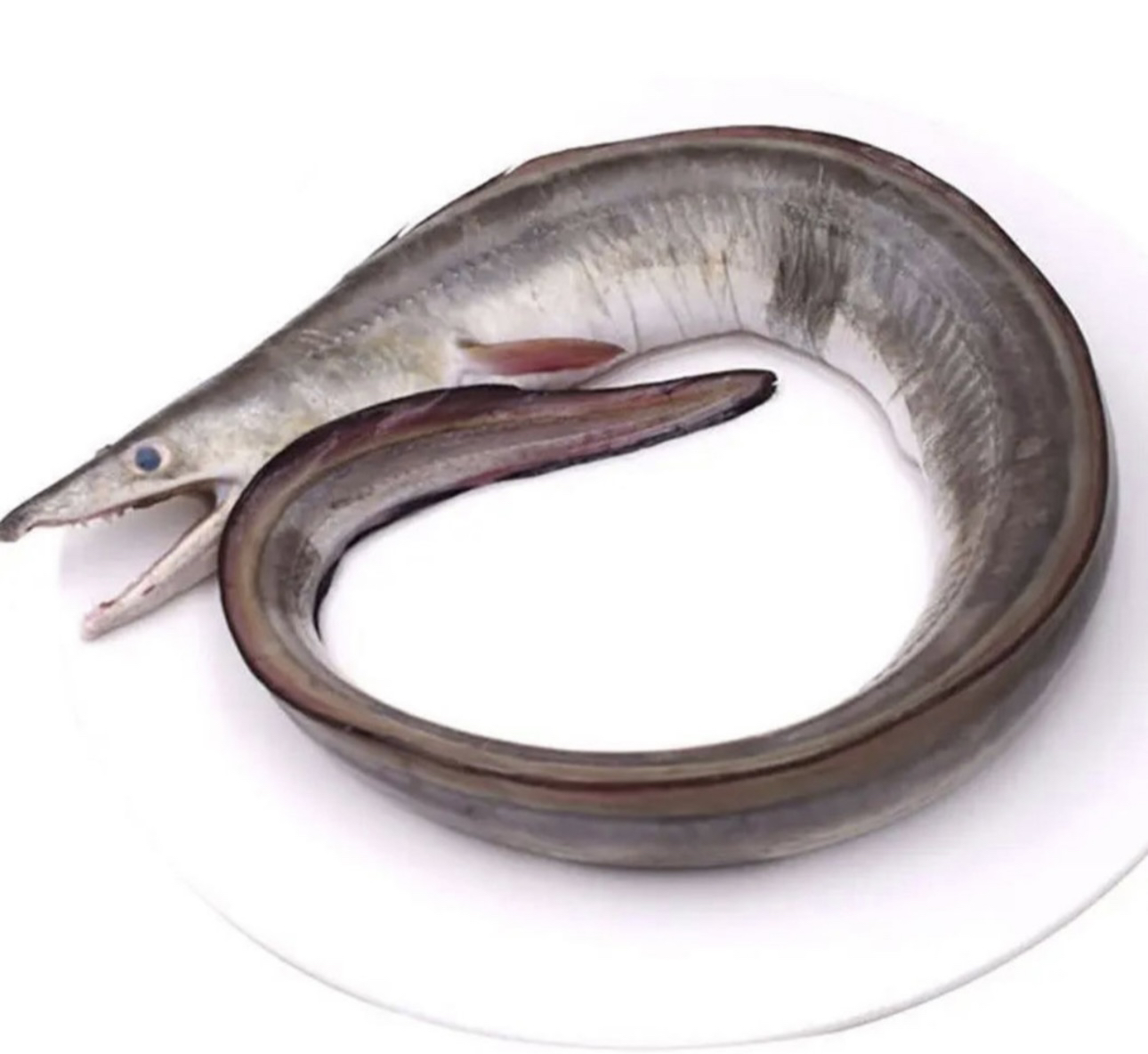 青岛发货 海捕鳗鱼