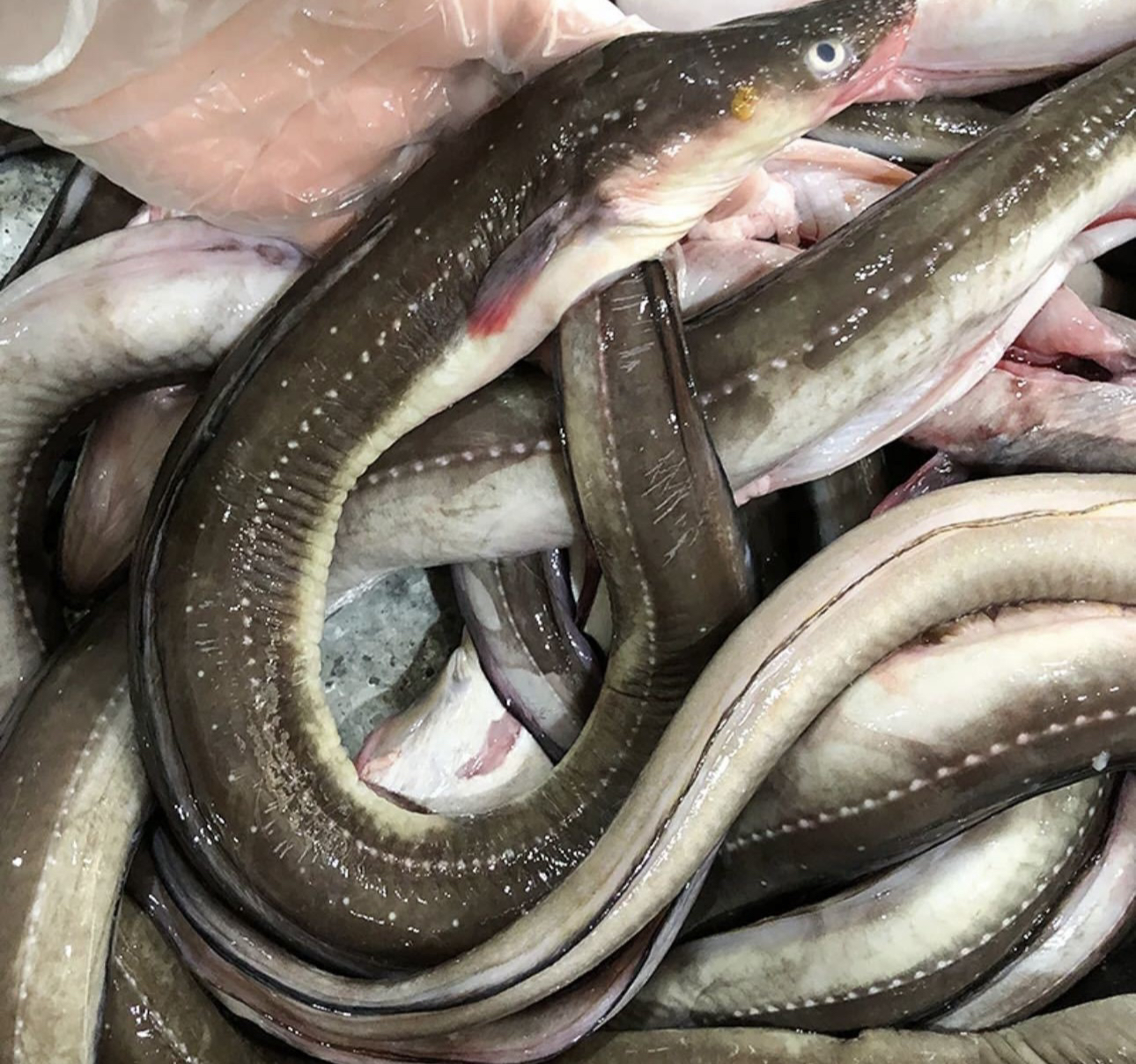 青岛发货 海捕鳗鱼（七星鳗）