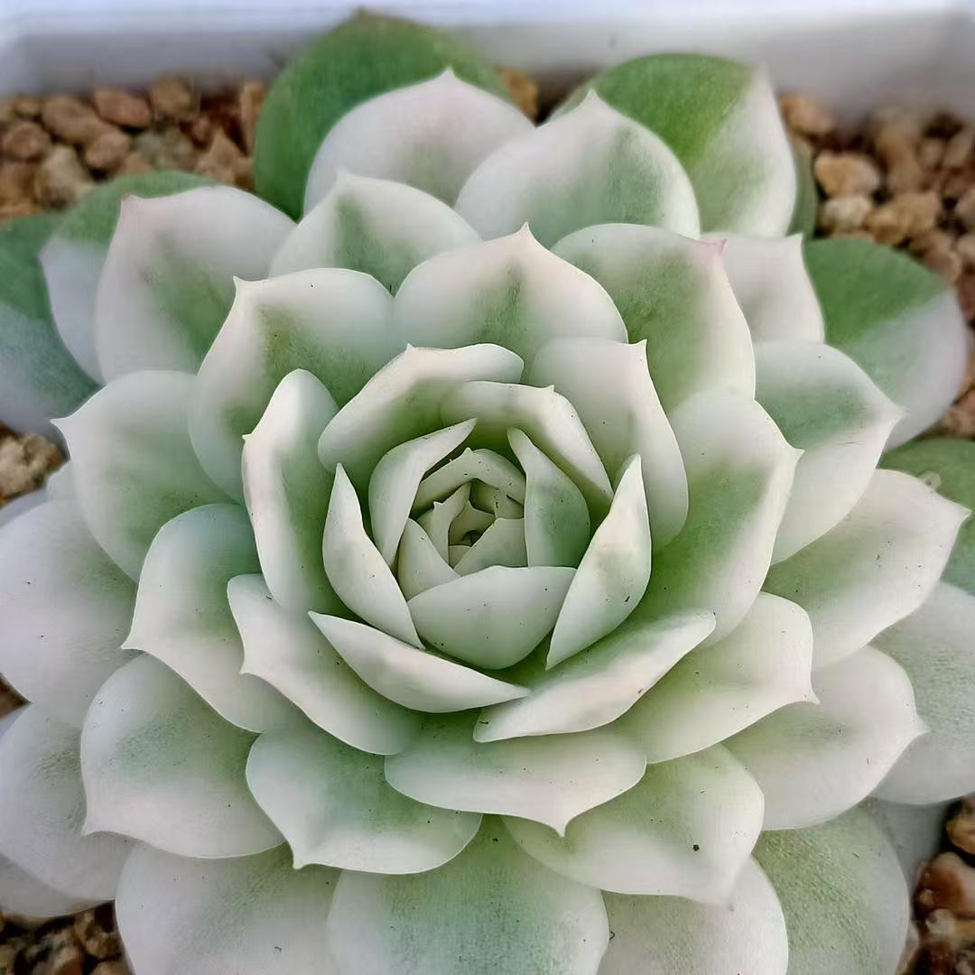 1号链接 一物一拍 自助拍 多肉植物