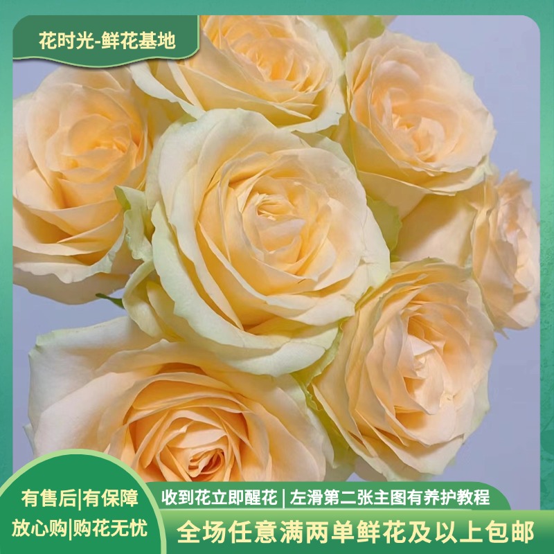 【香槟】10枝单头玫瑰  基地直发 | 全场任意满两单鲜花包邮