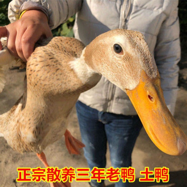 崇明散养土鸭 3年散养老鸭肉 1250g左右