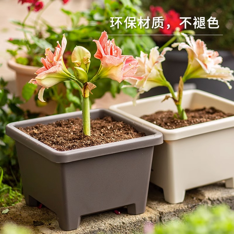 【球根盆买一送一】爱丽思花盆栽植物花盆阳台塑料花盆绿植盆种菜盆
