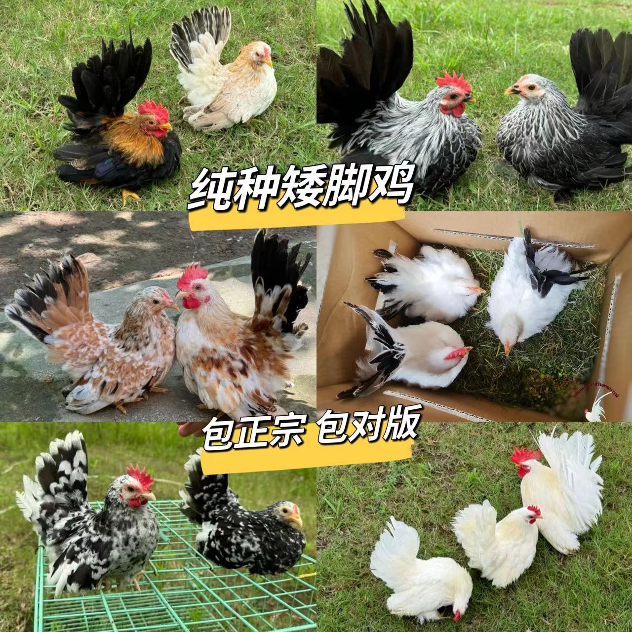 农家 泰国矮脚鸡 走地农家散养 肉新鲜味道美