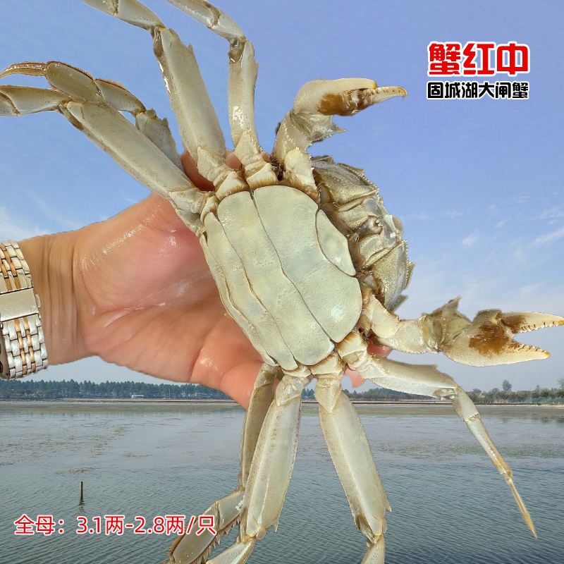 【活蟹】固城湖大闸蟹 鲜活全母蟹3.1-2.8两(8-12)只礼盒装 