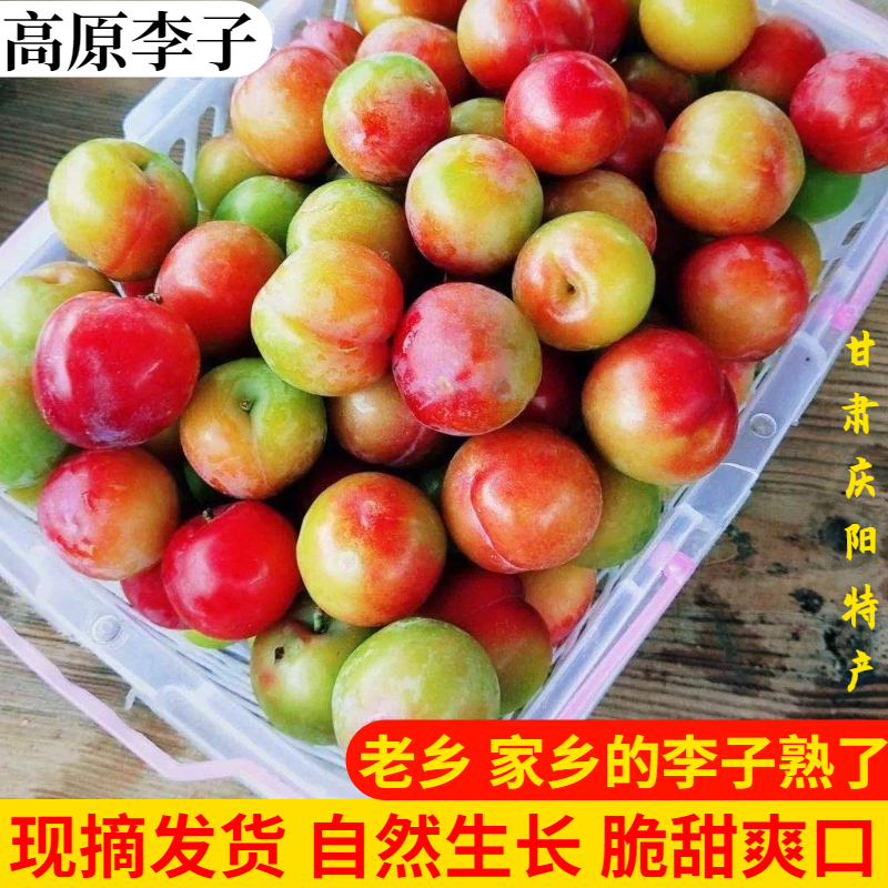 甘肃庆阳本地现摘李子新鲜老品种脆甜脱骨空心杏红桃李子酸甜水果