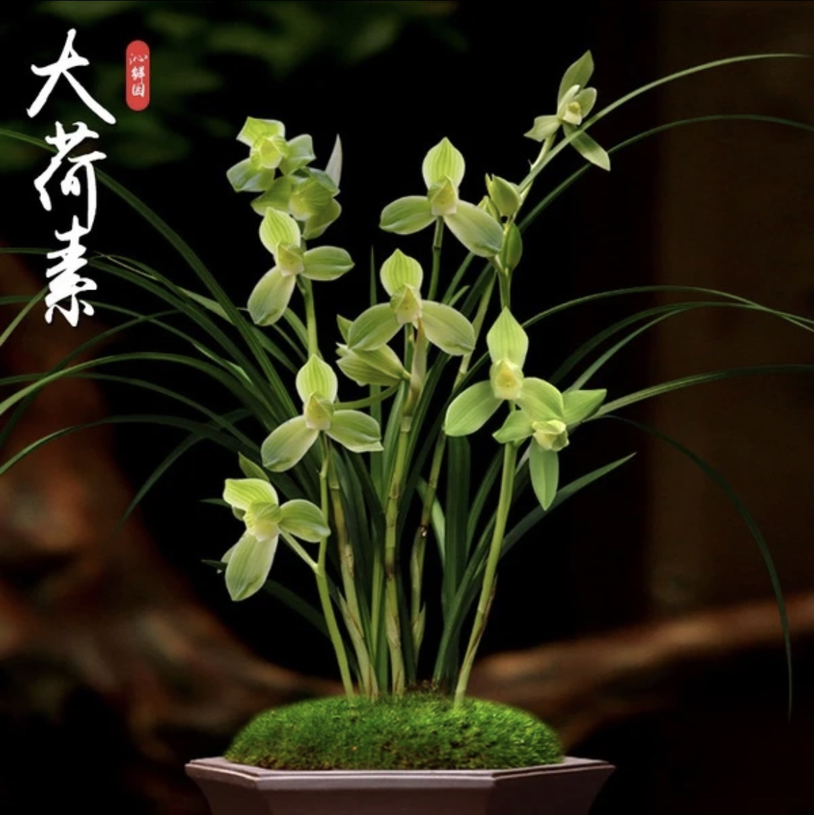 兰花兰花专拍，请勿乱拍