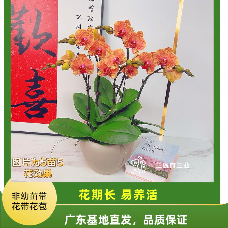【大吉利06】橘色中花带花桌案花带花