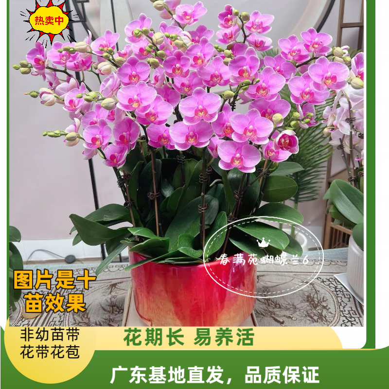 【紫蝶06】年宵花爆款带花老苗懒人花易养活（紫霞仙子）