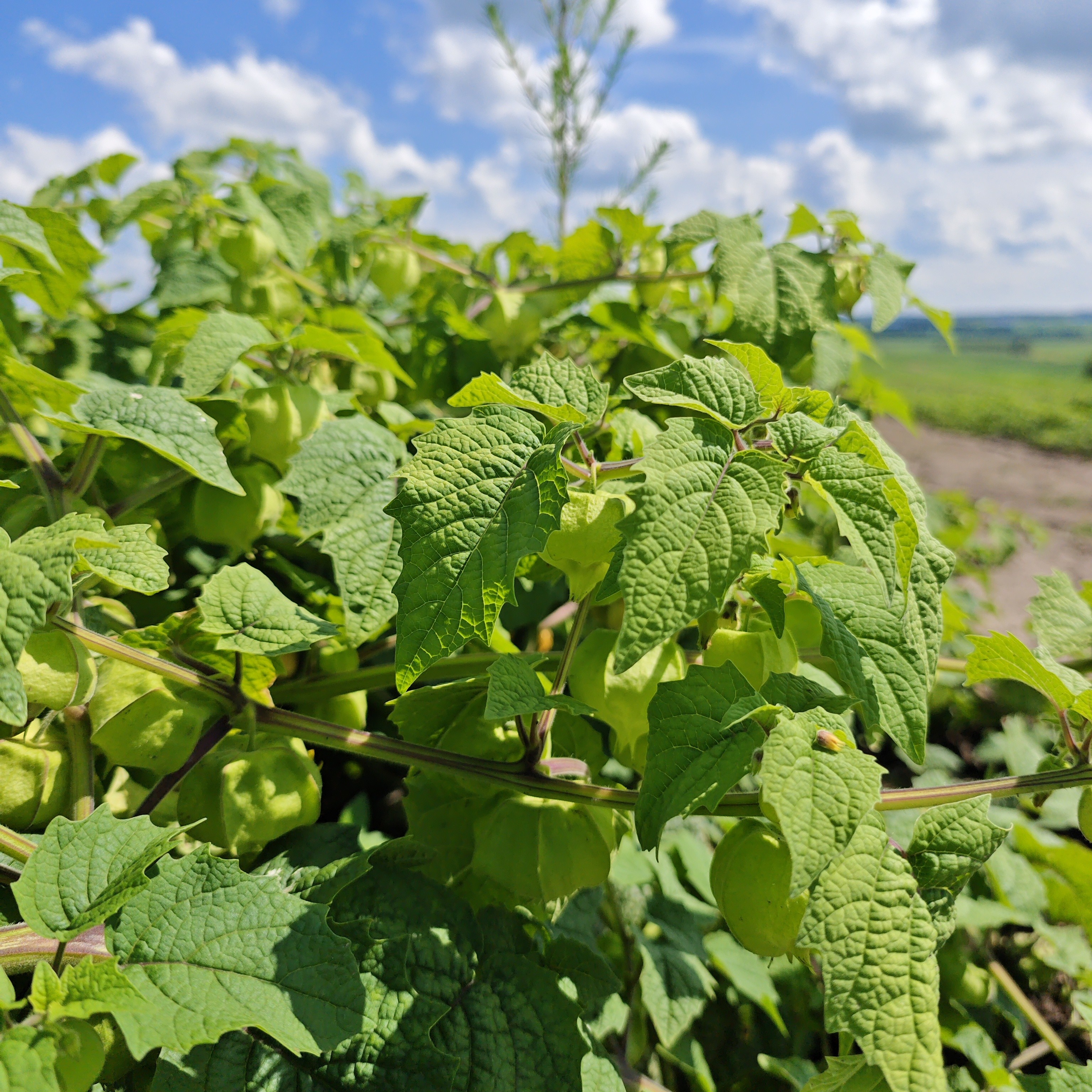 东北姑娘(代购无售后)果产地直发南方不发货