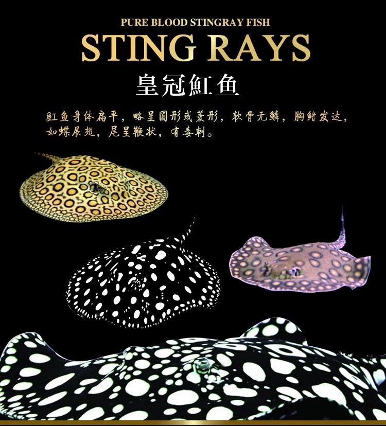 黑白皇冠饲养活鱼观赏鱼小鱼苗黑金白子黑帝珍珠饲养淡水热带饲养