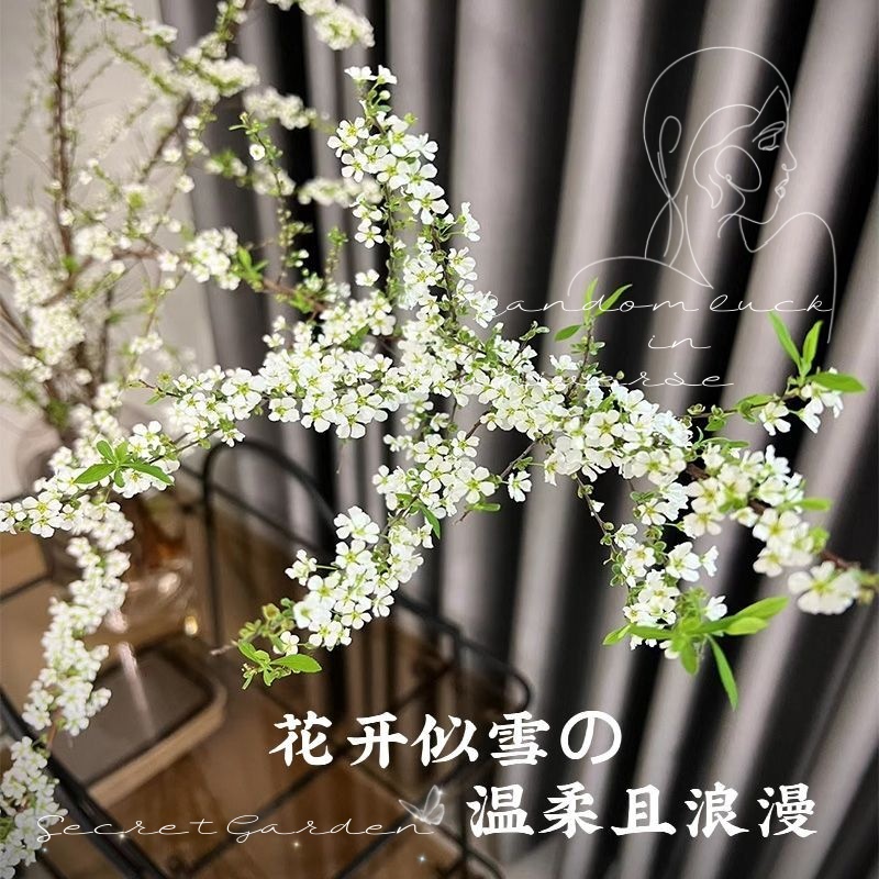 雪柳鲜枝干枝泡水开花冬季水培耐寒植物花卉遇水室内插花绿植水养