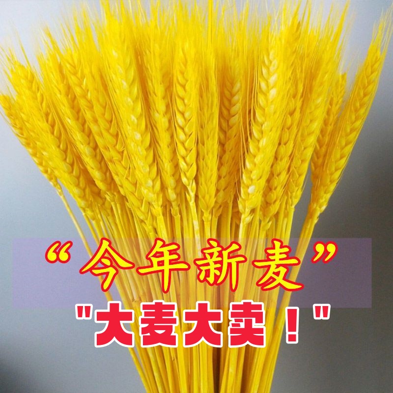 厂家直销大麦批发黄金麦穗干花花束客厅田园装饰 开业大麦10000支