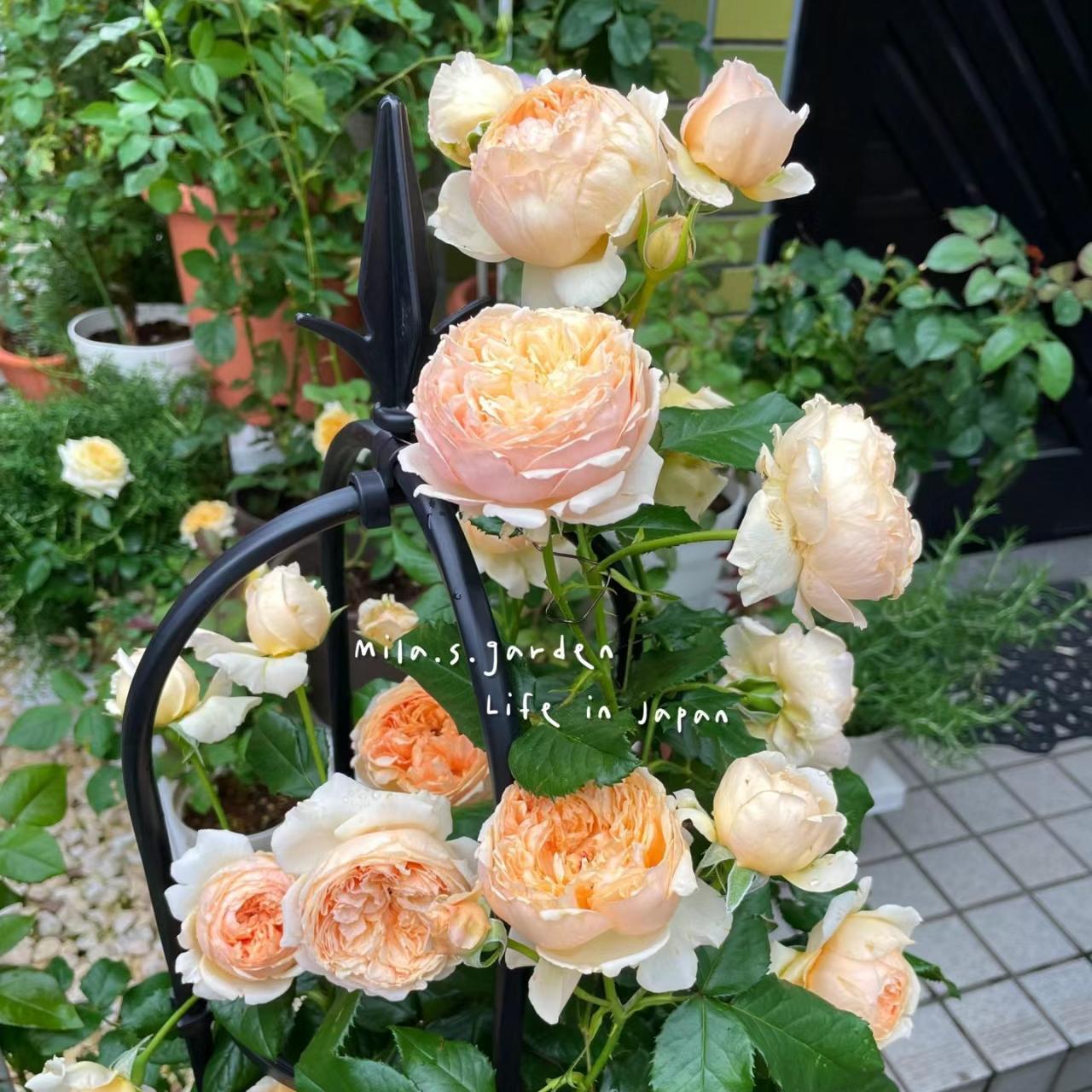 月季爬藤蔷薇花老桩子盆栽花卉玫瑰花苗大花庭院观赏植物四季开花