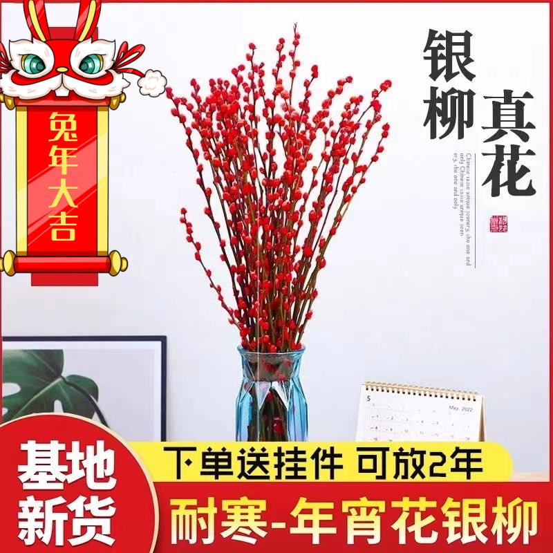 年宵招财花卉银柳真花鲜枝红色植物室内客厅干花花水培家装饰耐寒