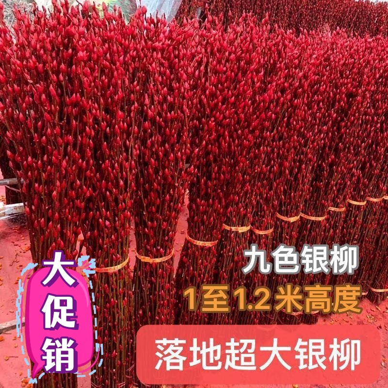 银柳真花鲜枝年宵花卉红色干花福桶银柳水培植物鲜花客厅室内装饰
