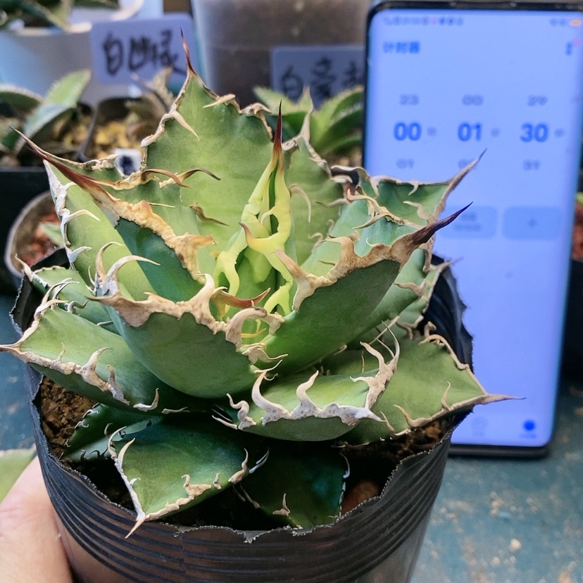 【闪购商品】皓*浩月