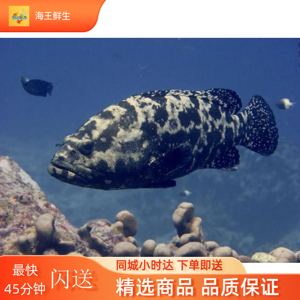 【鲜活鱼】鲜活石斑鱼/老虎斑/龙趸/龙胆