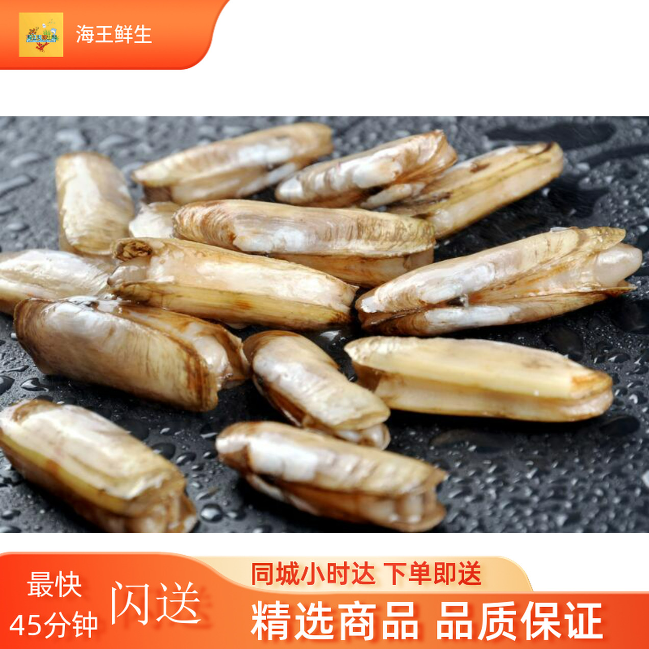 【鲜活贝螺】鲜活蛏子