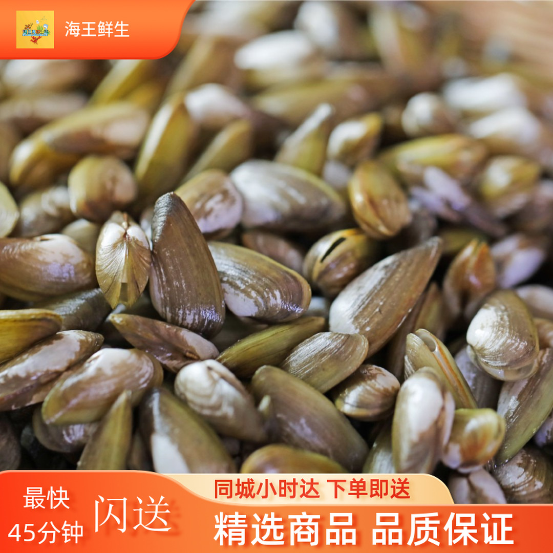 【鲜活贝螺】鲜活海瓜子