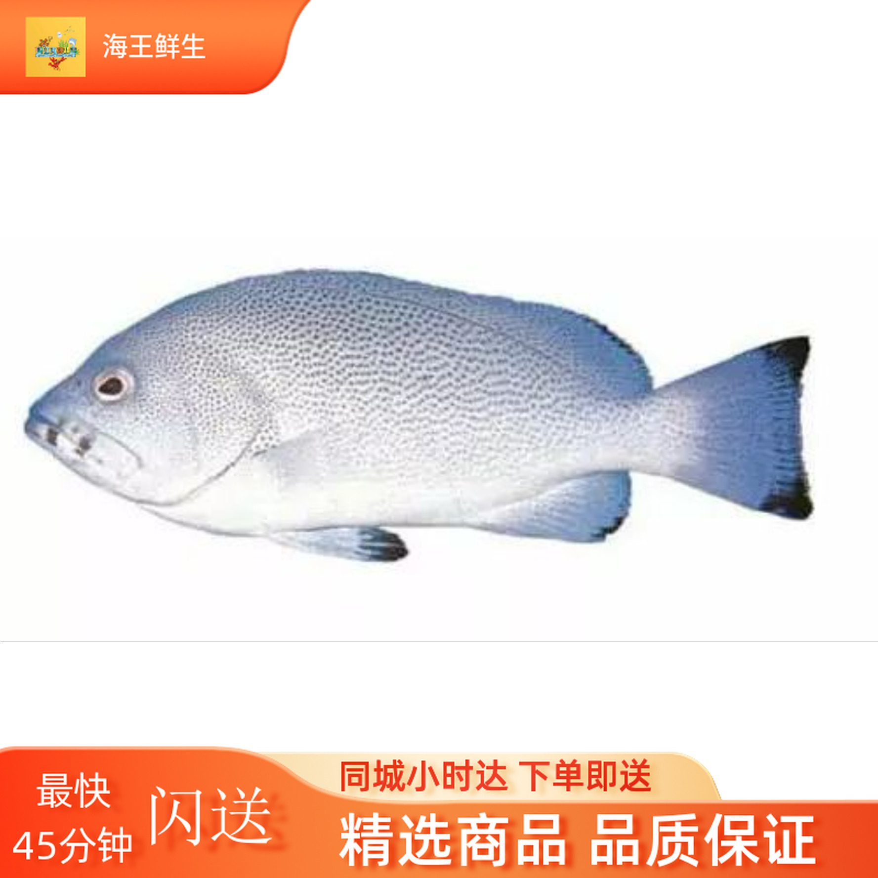 【鲜活鱼】鲜活蓝瓜子斑鱼