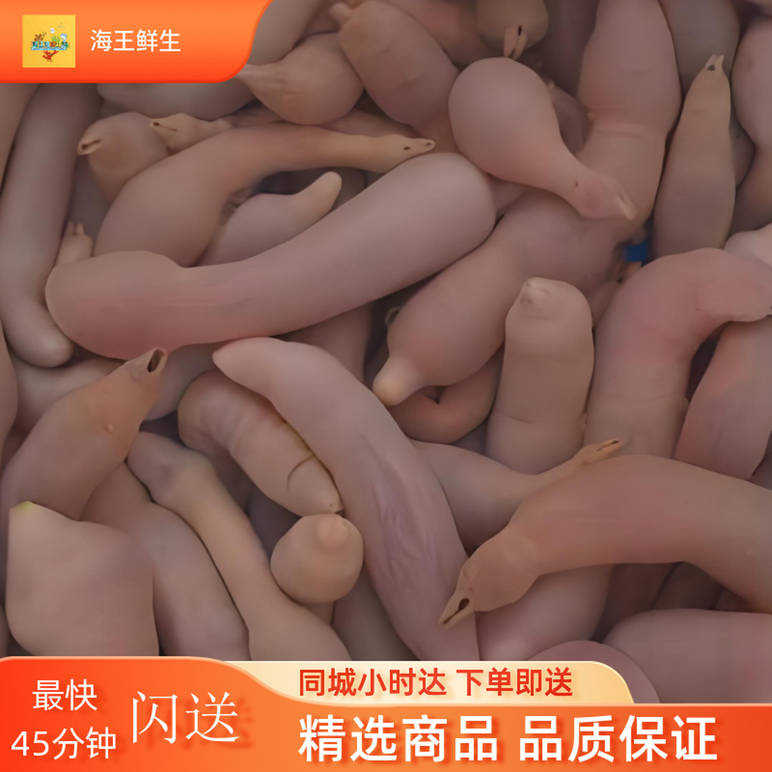 【鲜活其他】鲜活海肠/G