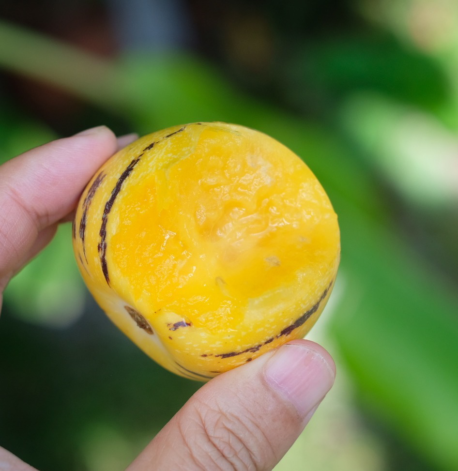 云南石林人参果自然熟清甜爽口果香宜人黄肉黄心4.8斤包邮