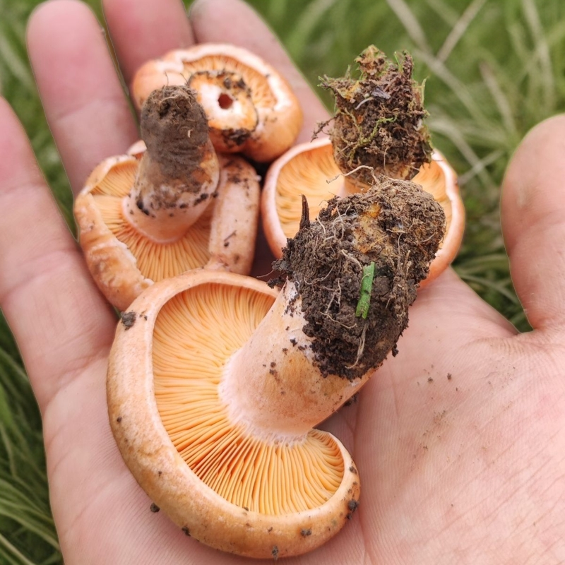 新鲜黄枞菌松树菌谷熟菌三九菇松树菇煲汤铜绿菌