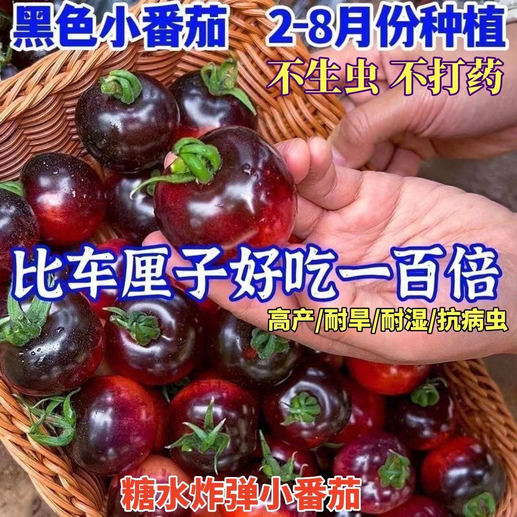 【48小时发货】爆款黑宝石番茄种子黑珍珠黑樱桃小番茄春季四季阳
