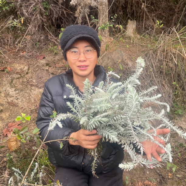 福建新鲜晒干鹿茸草1颗