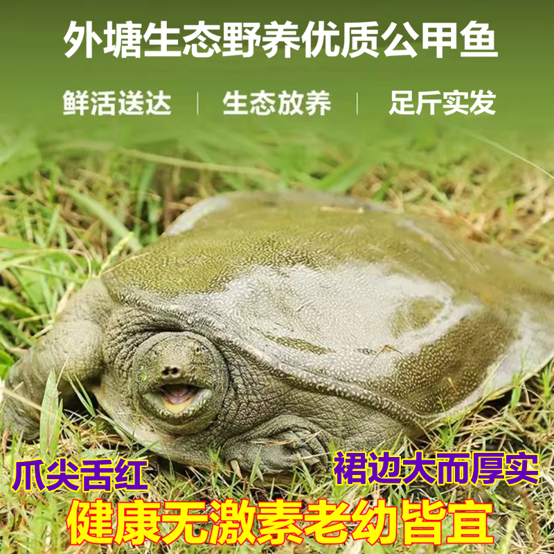 青黄背嘉兴正宗外塘放养甲鱼鲜活中华老鳖食用生态野养水产王八