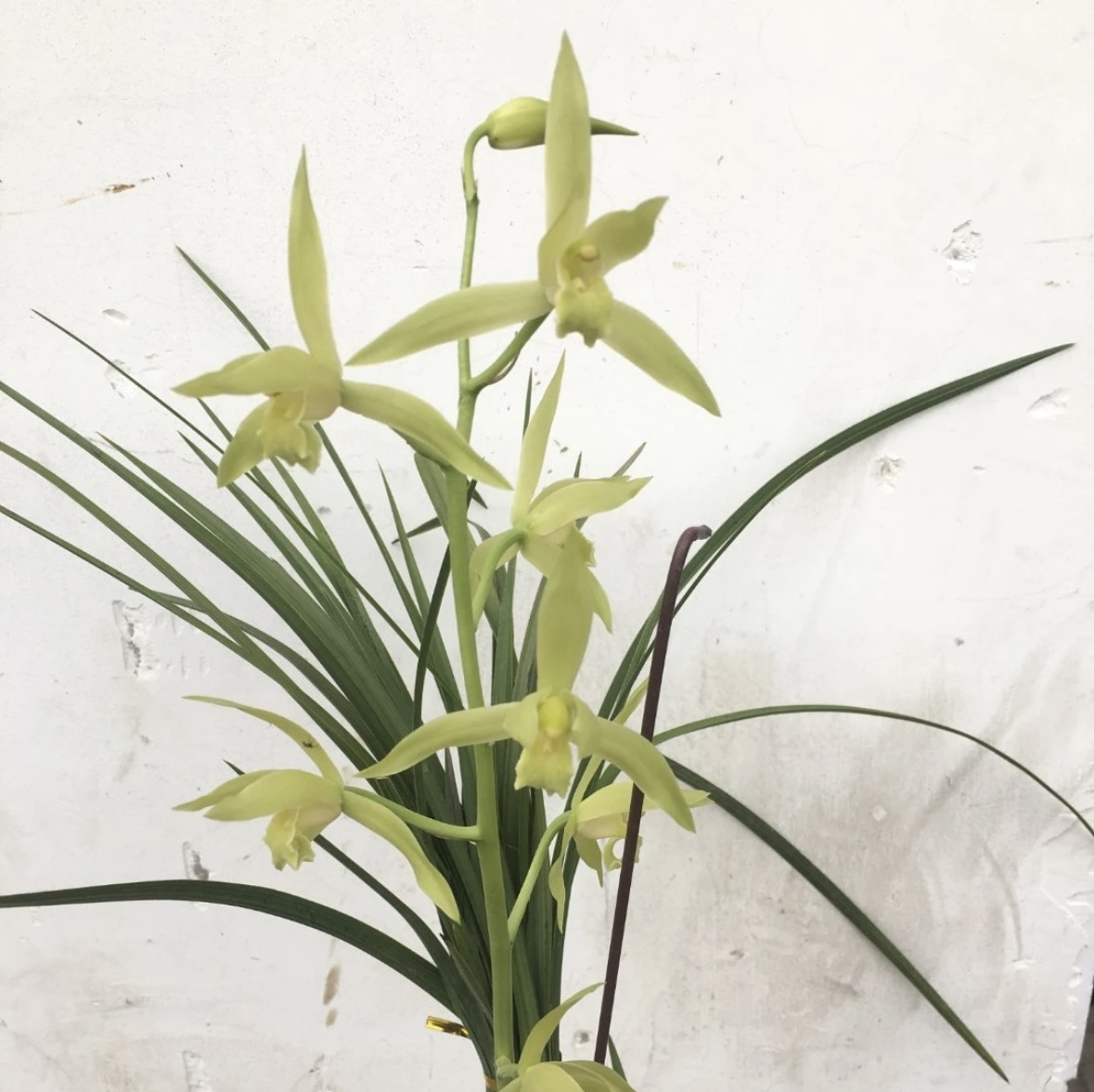 秦岭惠兰，以直播实拍为准