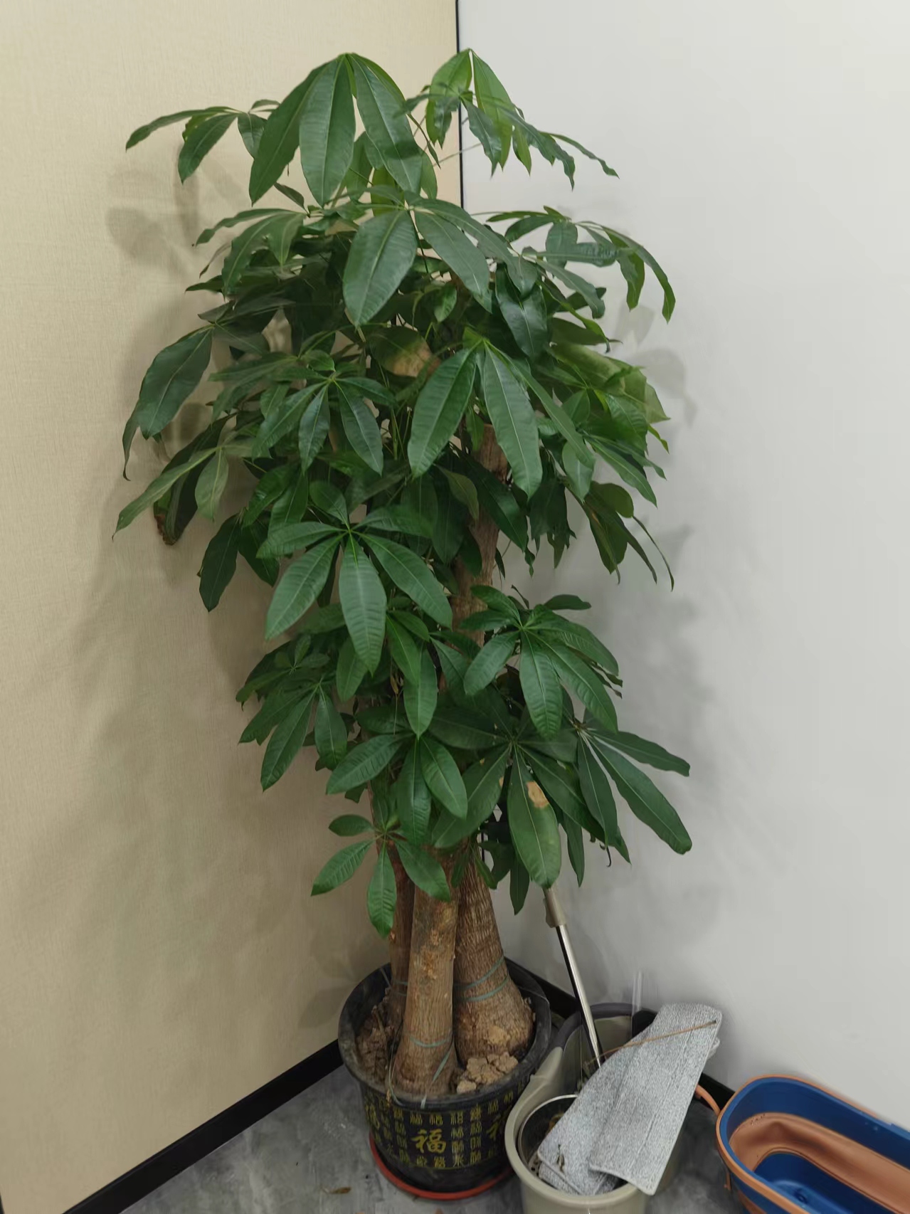 新鲜当季时令大绿植