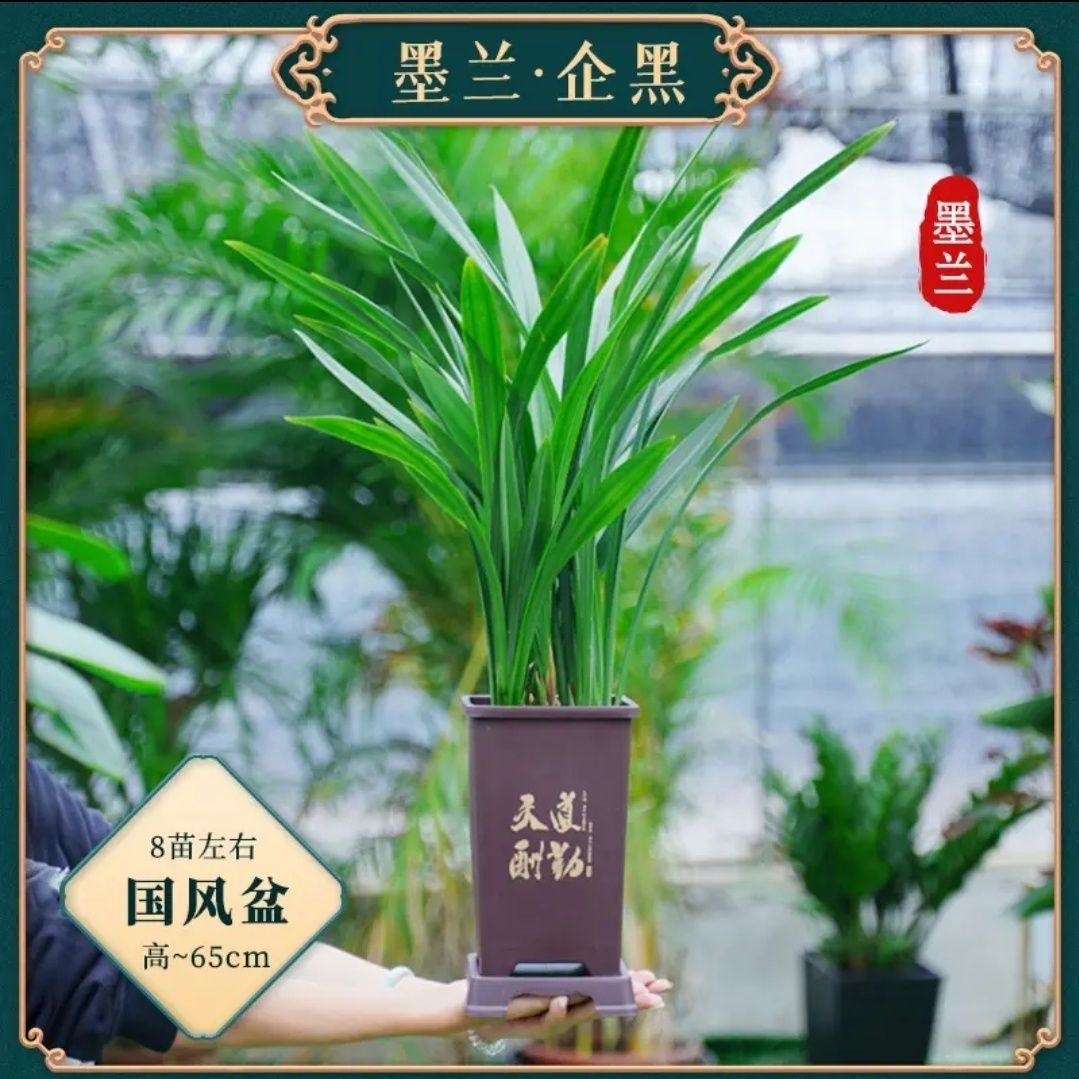 墨兰盆栽古风盆花卉室内客厅四季常青冬季开花净化空气观花兰花