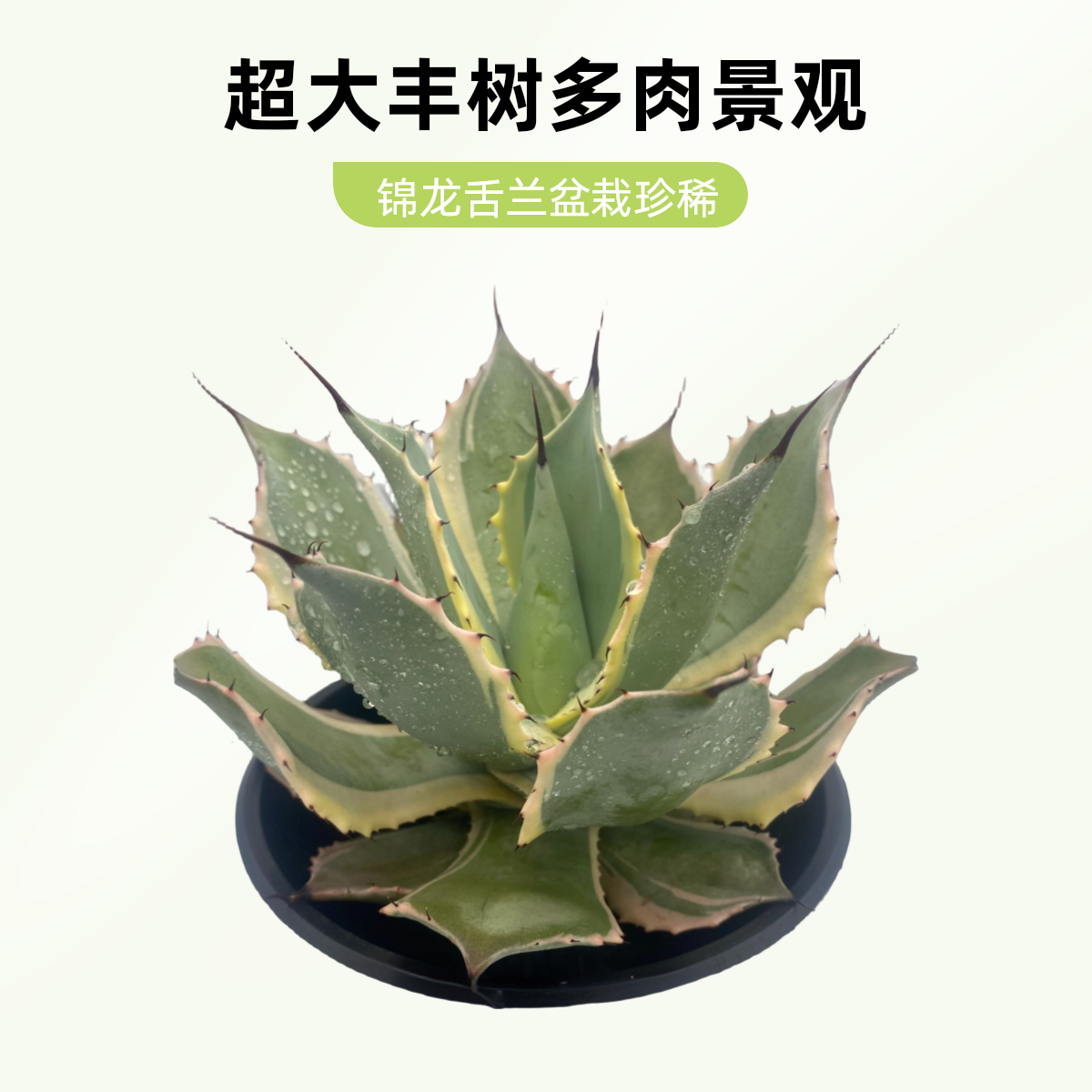 丰雷神锦龙舌兰 沙生耐旱网红绿植 基地直销正品精品 高品质 包邮