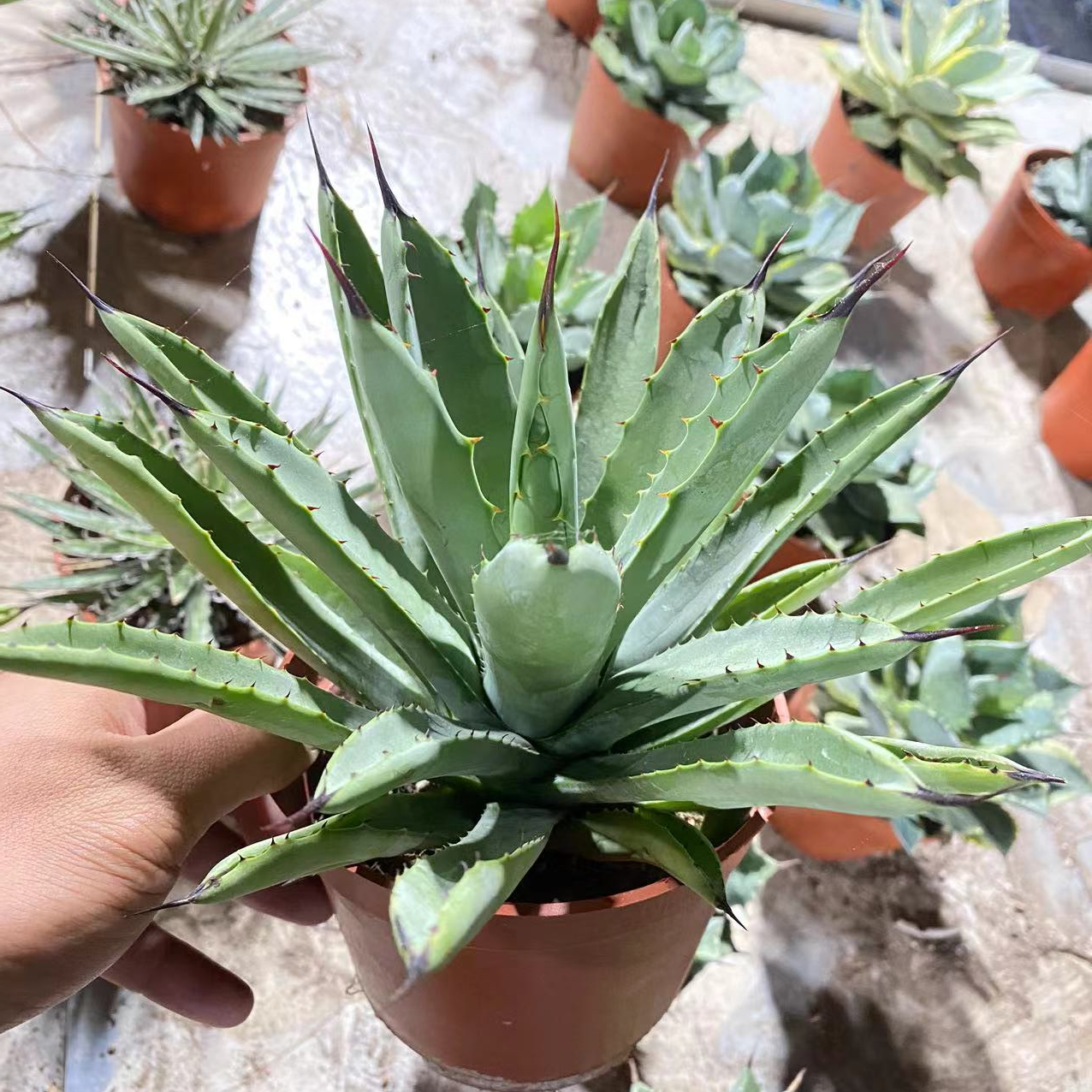 绿肌八荒殿龙舌兰沙生造景懒人网红植物 基地直发 微景观