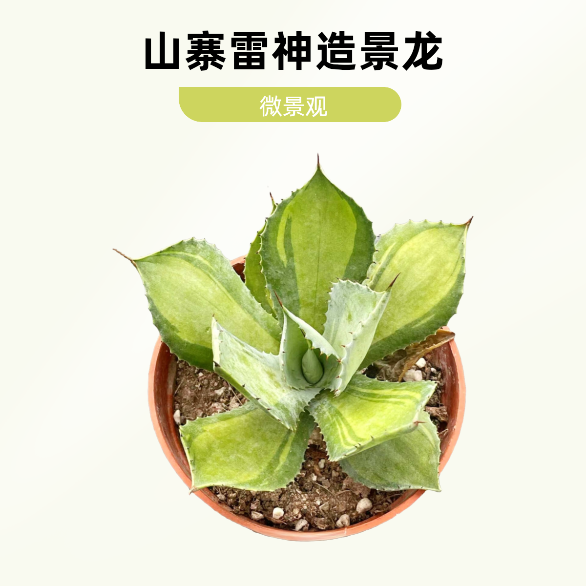 山宅雷龙舌兰沙生懒人网红植物 网红植物 基地直销 正品 精品 