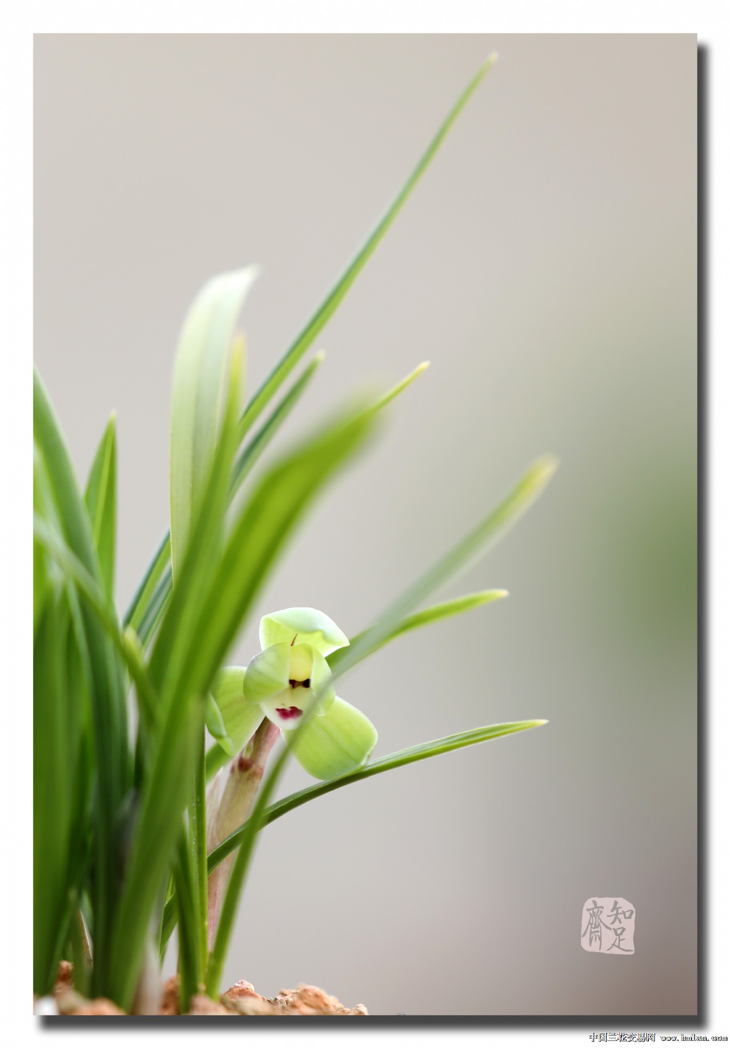 春兰浓香名品翠盖荷