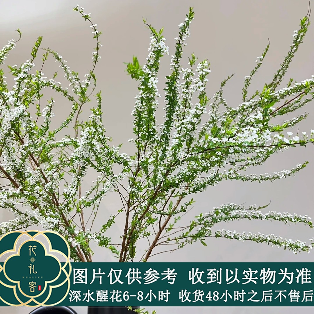 花礼客# 【雪柳】鲜枝雪柳  鲜花优选 顺丰直发