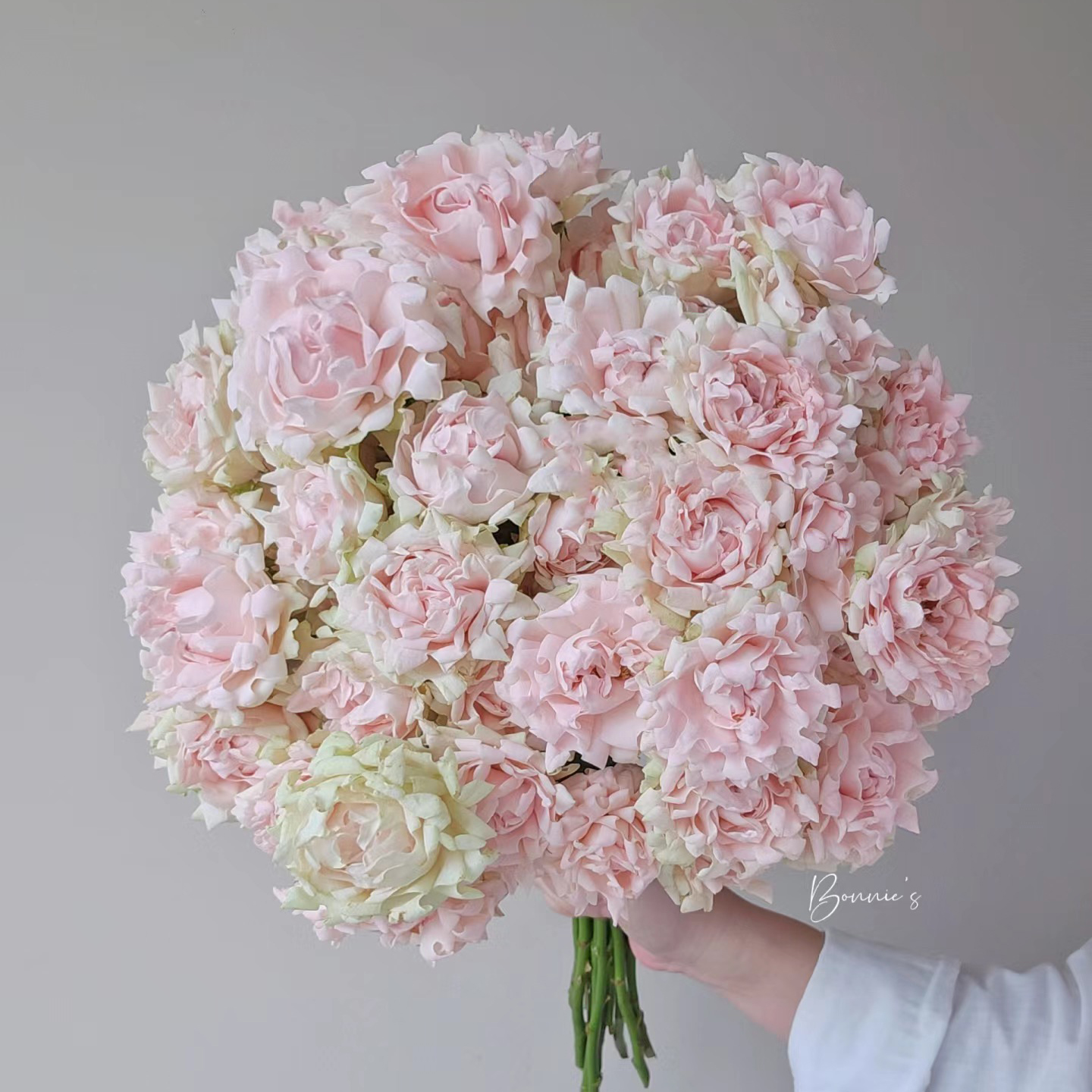 七叶花坊#多头玫瑰 【苏芬玫瑰】鲜花优选 顺丰直发