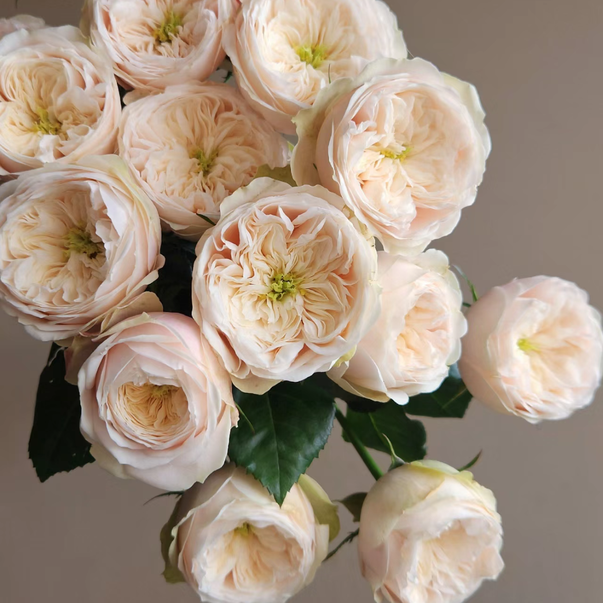 花礼客#多头玫瑰 【多头达林顿】鲜花优选 顺丰直发玫瑰花修剪养护