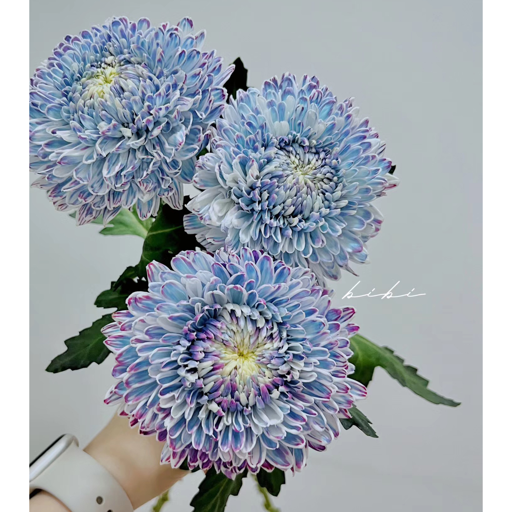 七叶花坊# 【青花瓷富贵牡丹菊】高品质鲜花 顺丰直发玫瑰花修剪