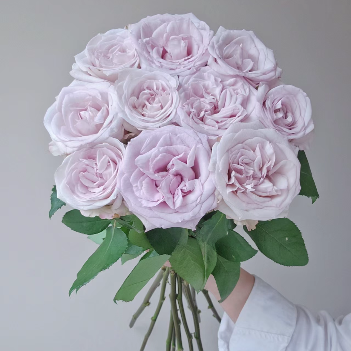 #玫瑰【朵拉】稀有小众鲜切花云南基地直采顺丰直发玫瑰花